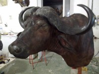 bufalo