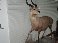 sitatunga