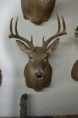 venado